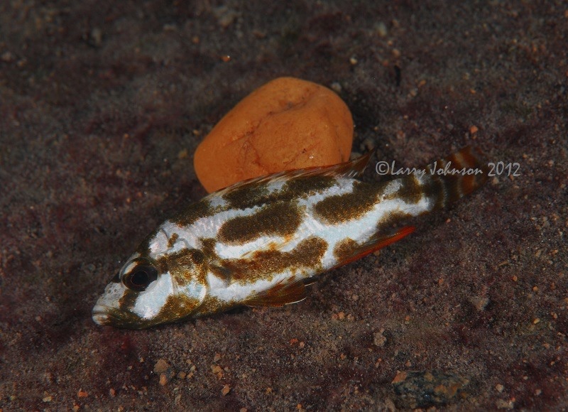 Nimbochromis livingstonii 'Border'